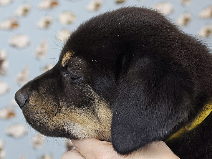 chinook puppy